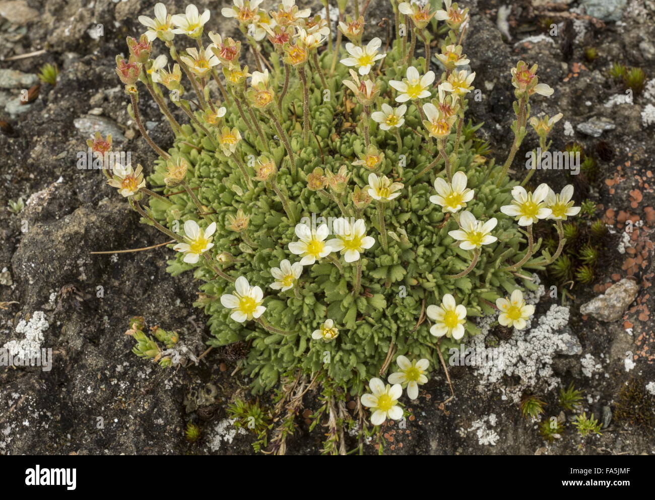 Dauphine Saxifrage, Saxifraga exarata ssp delphinensis, in the Vanoise National Park, France. Stock Photo