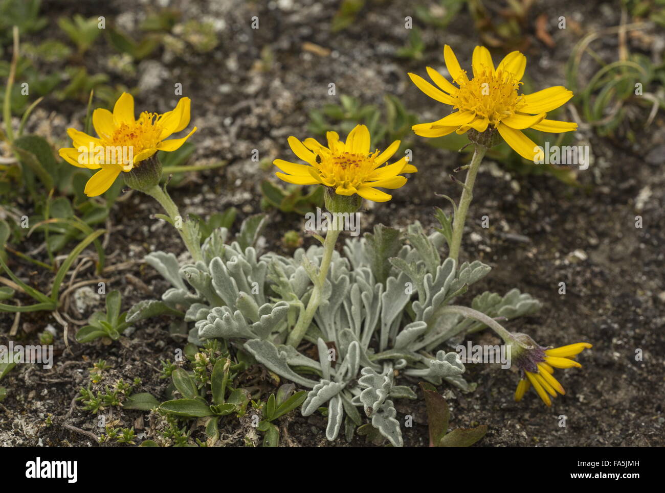 Haller's Ragwort, Jacobaea uniflora (= Senecio halleri) in flower at high altitude in the Italian Alps. Stock Photo
