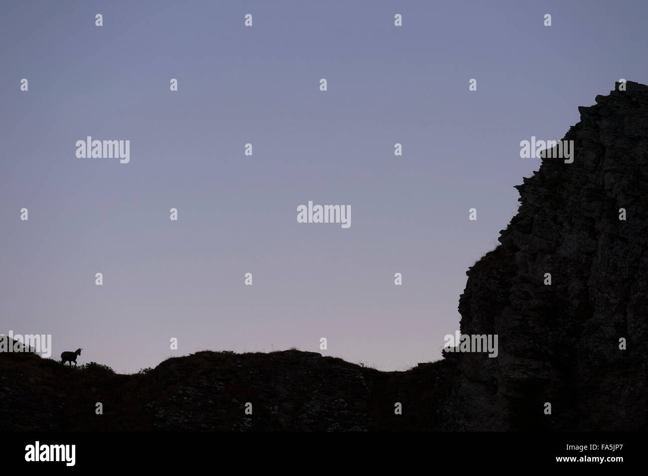 Silhouette of Alpine chamois / Gaemse ( Rupicapra rupicapra ) walking above a mountain ridge, far away, in first morning light. Stock Photo