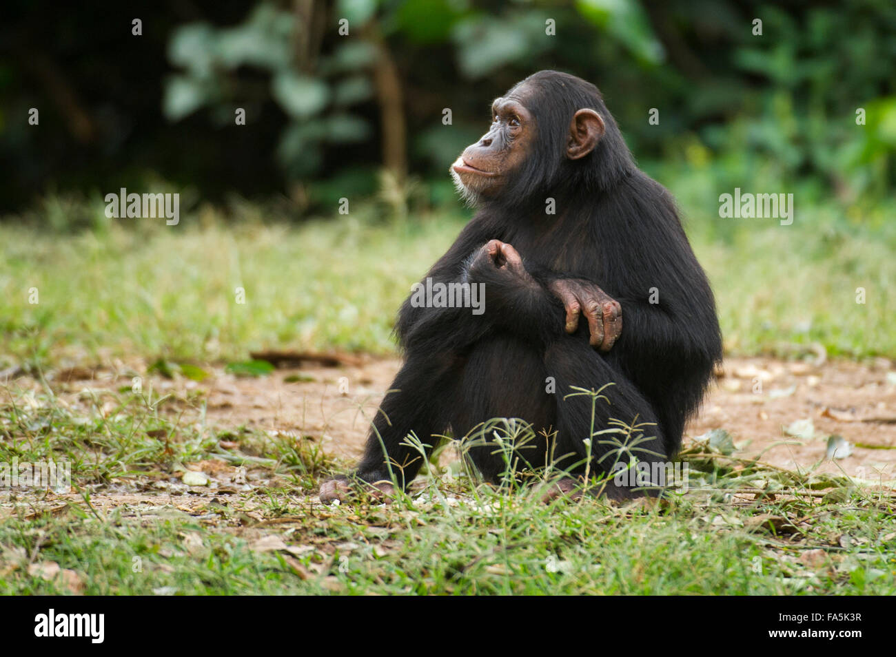 Chimpanzee (Pan troglodytes), Uganda Stock Photo Alamy
