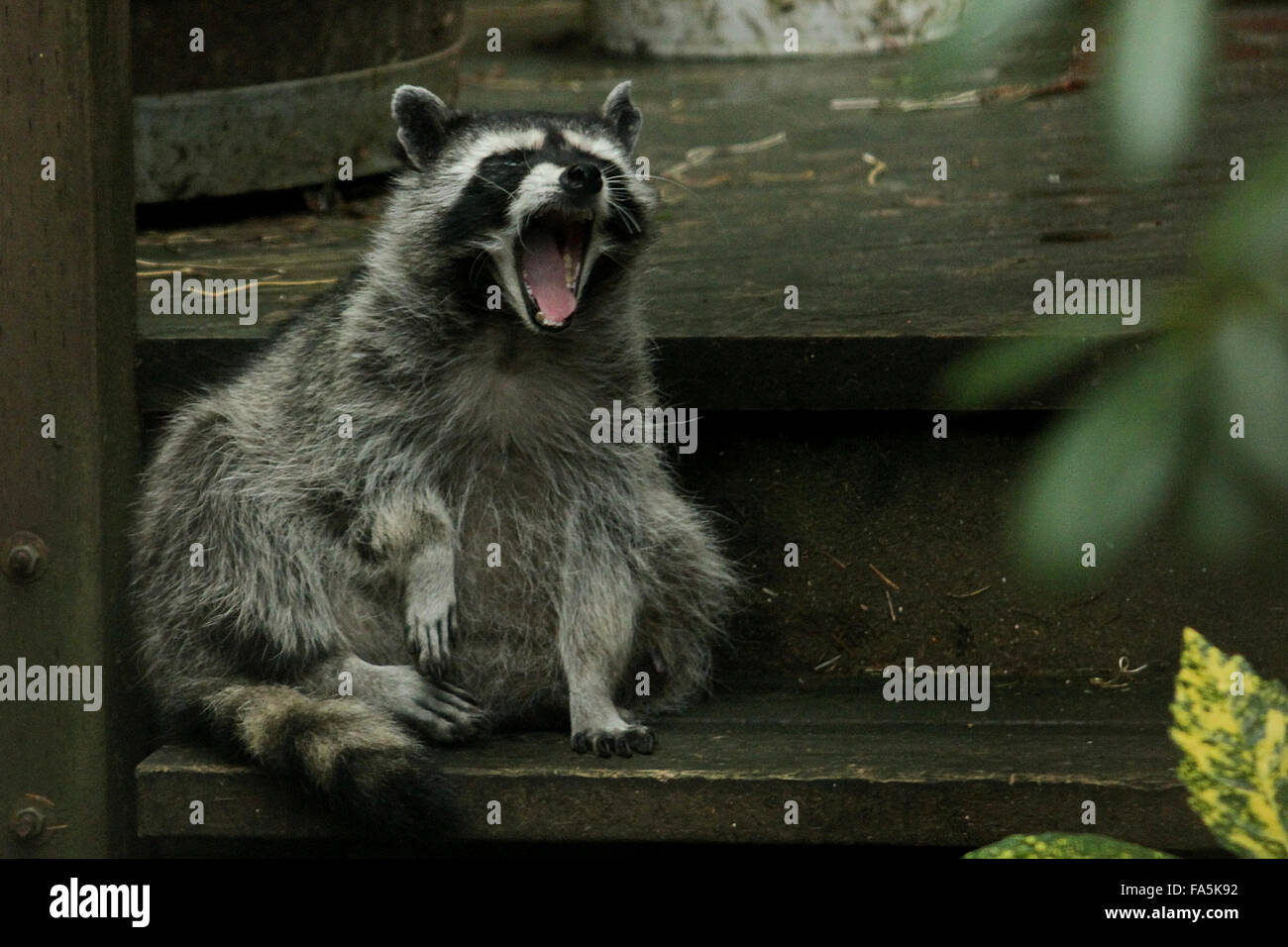 Raccoon mother yawning on steps Stock Photo