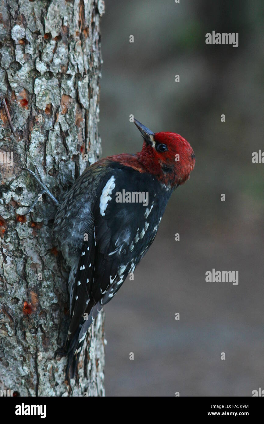 Red headed woodpecker on a tree Stock Photo
