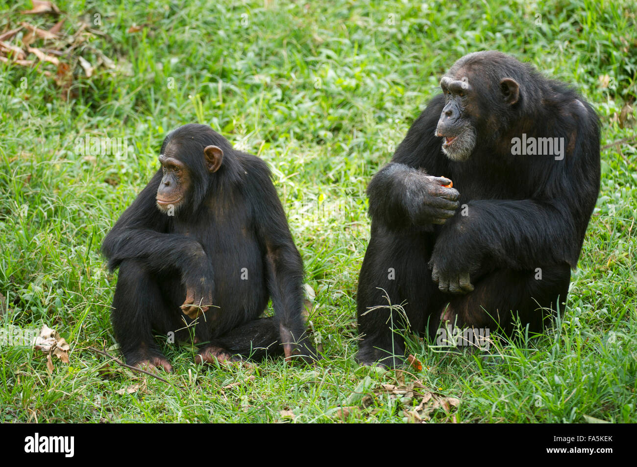 Chimpanzees (Pan troglodytes), Uganda Stock Photo