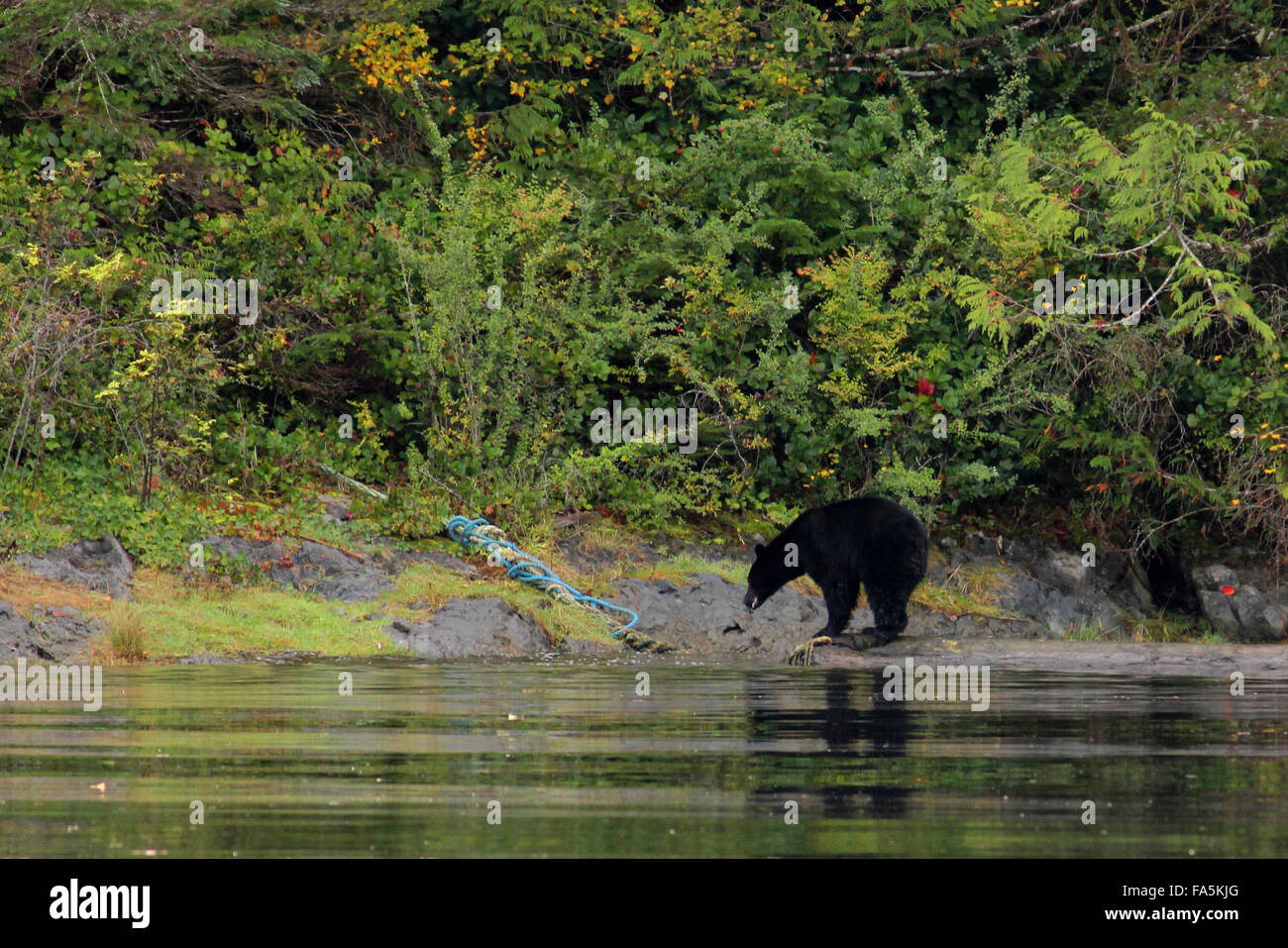 Black bear hunting on a log in Kildonan on the Pacific Rim coast of Vancouver Island, Canada. Stock Photo