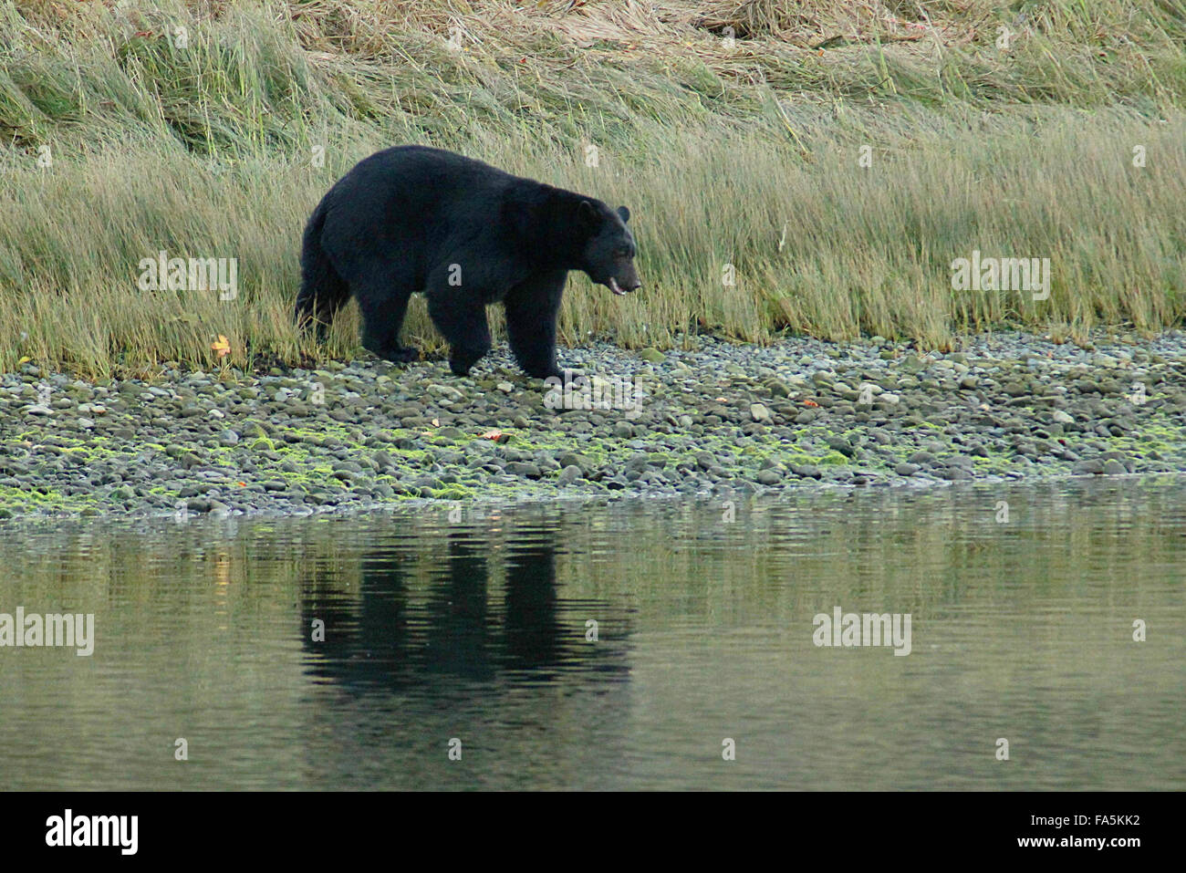 Black bear fishing for salmon at the beach in Port Alberni, British Columbia, Canada. Stock Photo