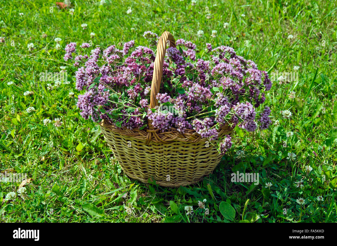 Oreganum wild marjoram herbs in wicker basket placed in meadow on sunny day Stock Photo