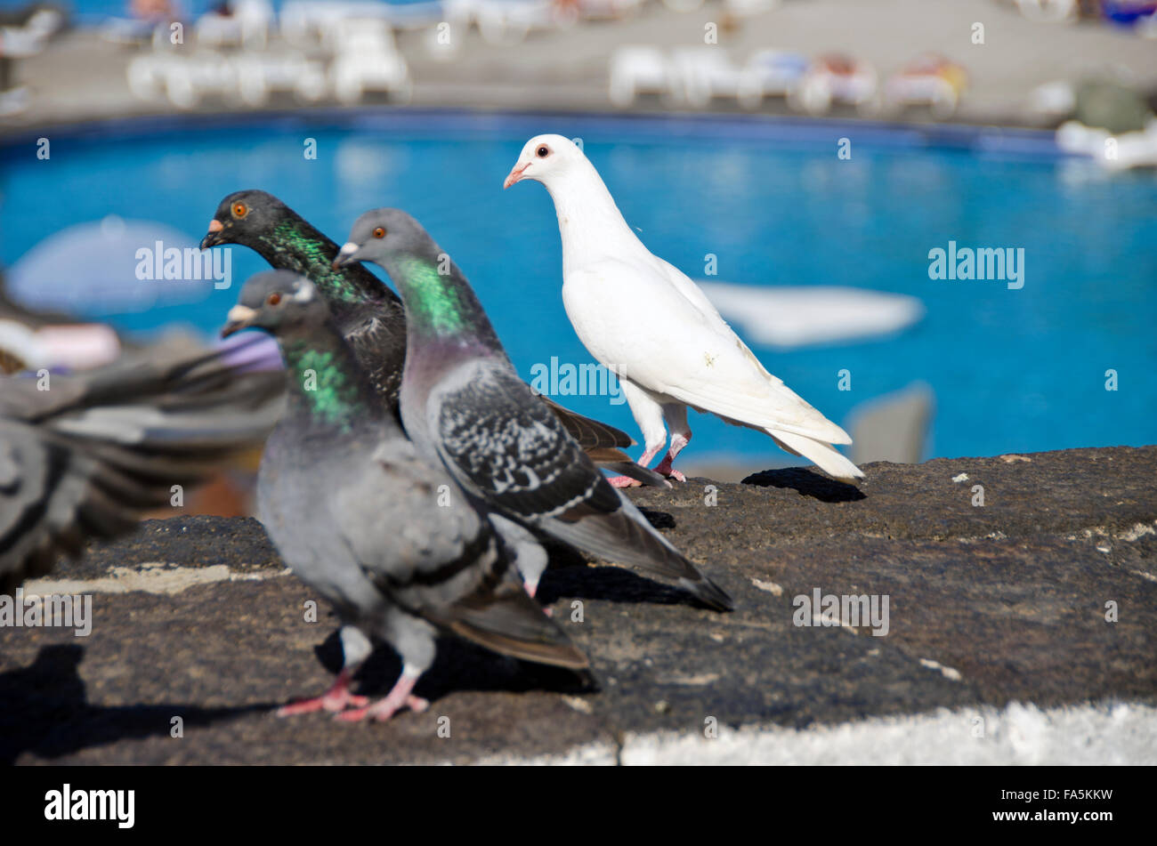 Pigeons attention held by some object of interest by the swimming pool Stock Photo