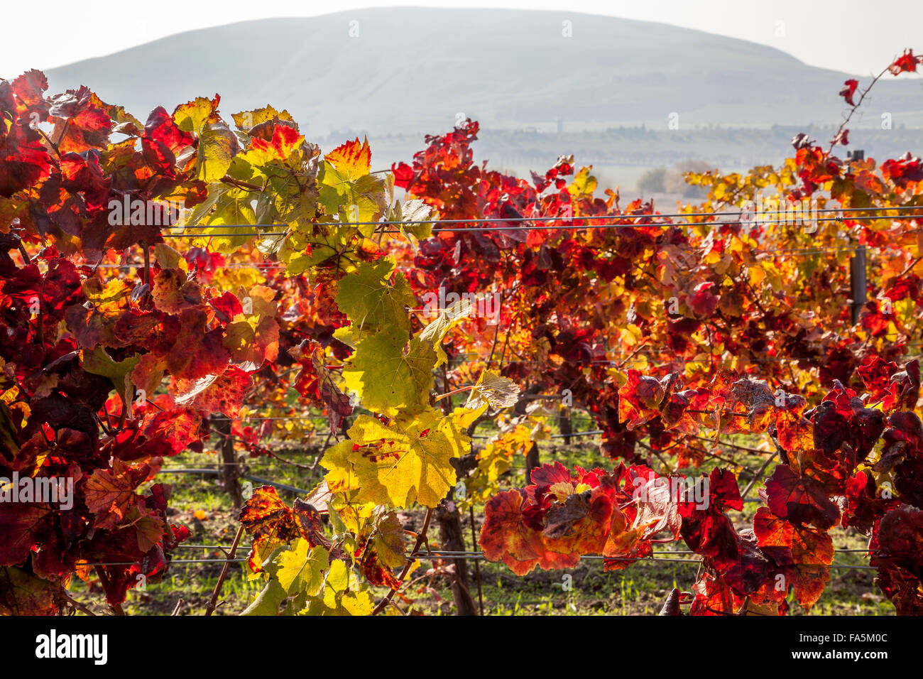 Grapevines in Autumn at Ram's Gate Winery and Vineyards, Sonoma, California, USA Stock Photo