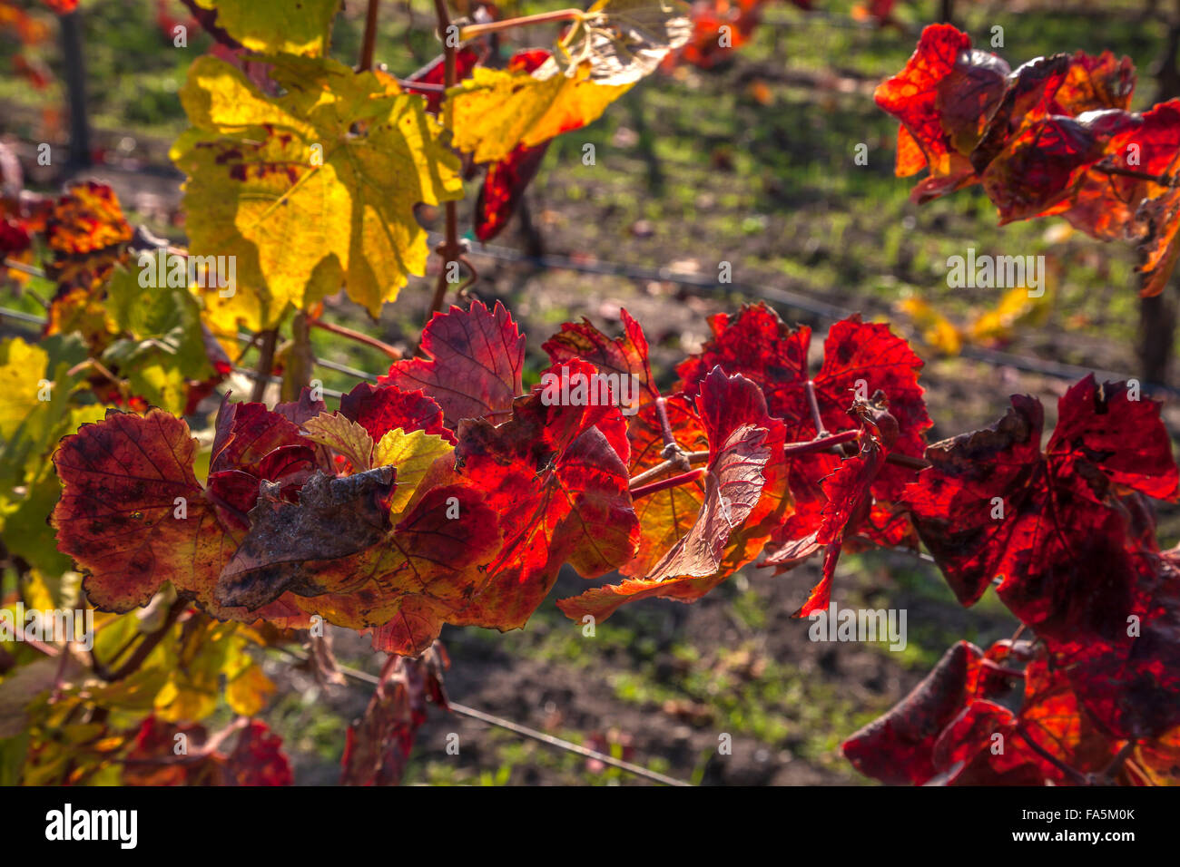 Grapevines in Autumn at Ram's Gate Winery and Vineyards, Sonoma, California, USA Stock Photo