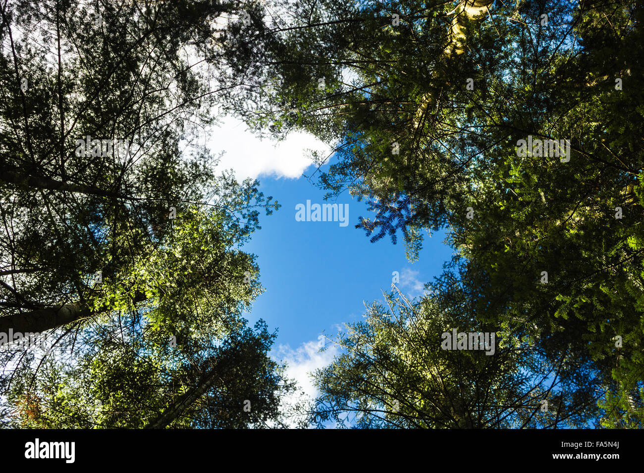 Bottom up view green tall hi-res stock photography and images - Alamy