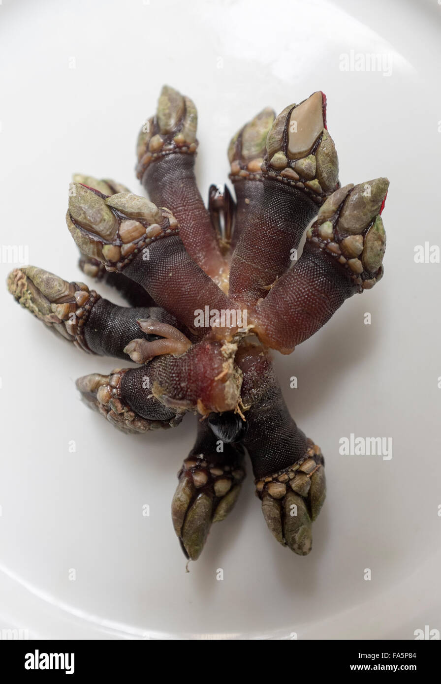 Percebes or Goose Barnacles a Spanish food delicacy especially in Galicia and Asturias Stock Photo