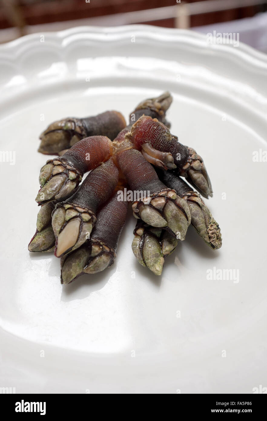 Percebes Or Goose Barnacles A Spanish Food Delicacy Especially In Stock Photo Alamy