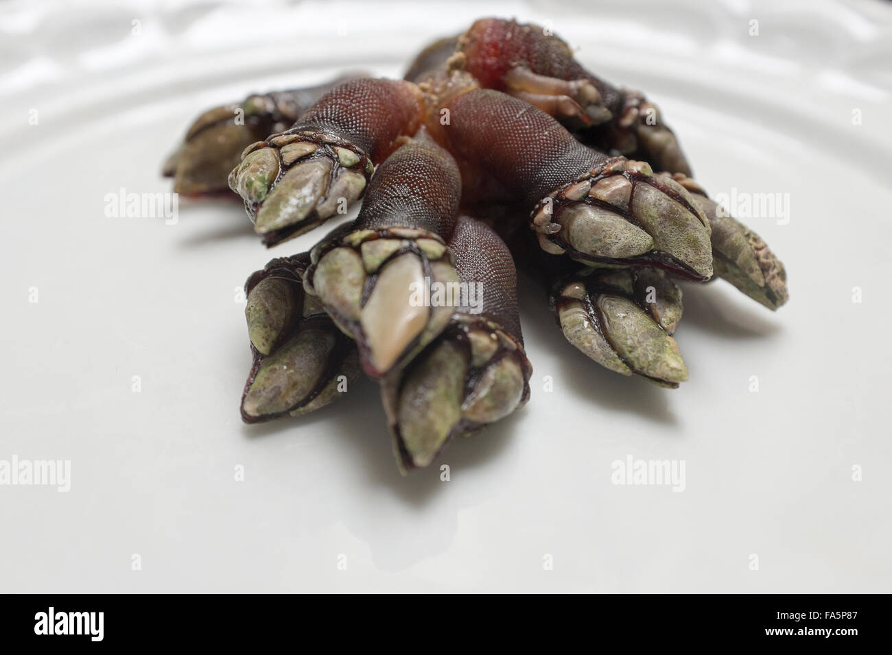 Percebes or Goose Barnacles a Spanish food delicacy especially in 