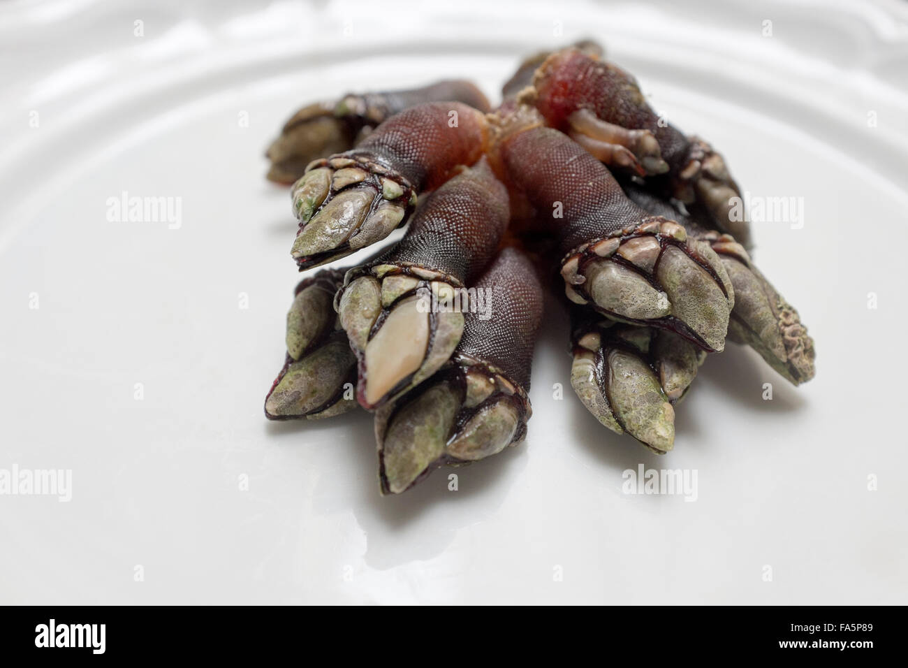 Percebes or Goose Barnacles a Spanish food delicacy especially in Galicia and Asturias Stock Photo