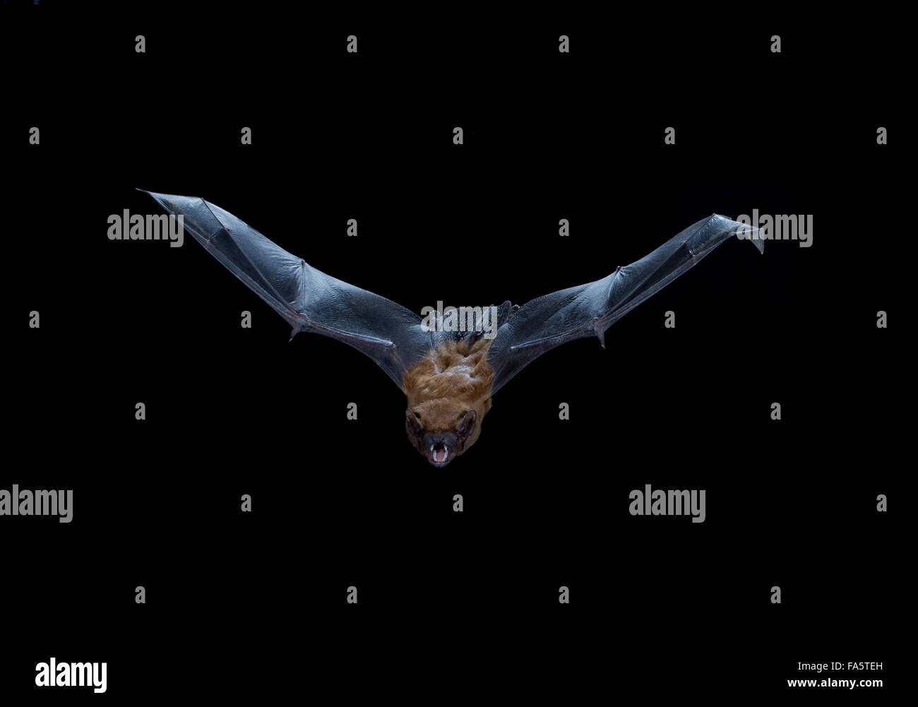 Noctule Bat, Nyctalus noctula, in flight Stock Photo