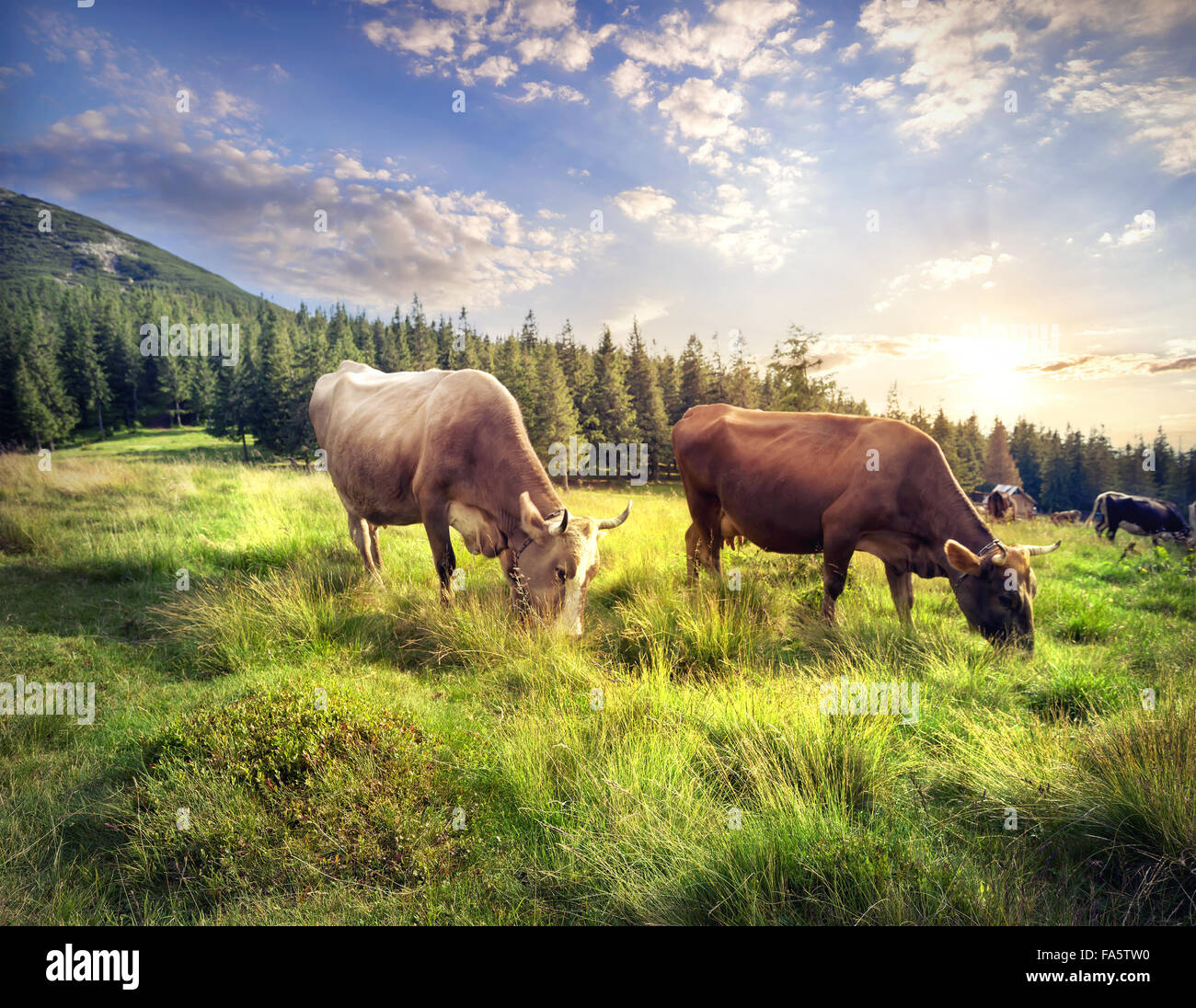 Cows on mountain pasture at sunset Stock Photo - Alamy