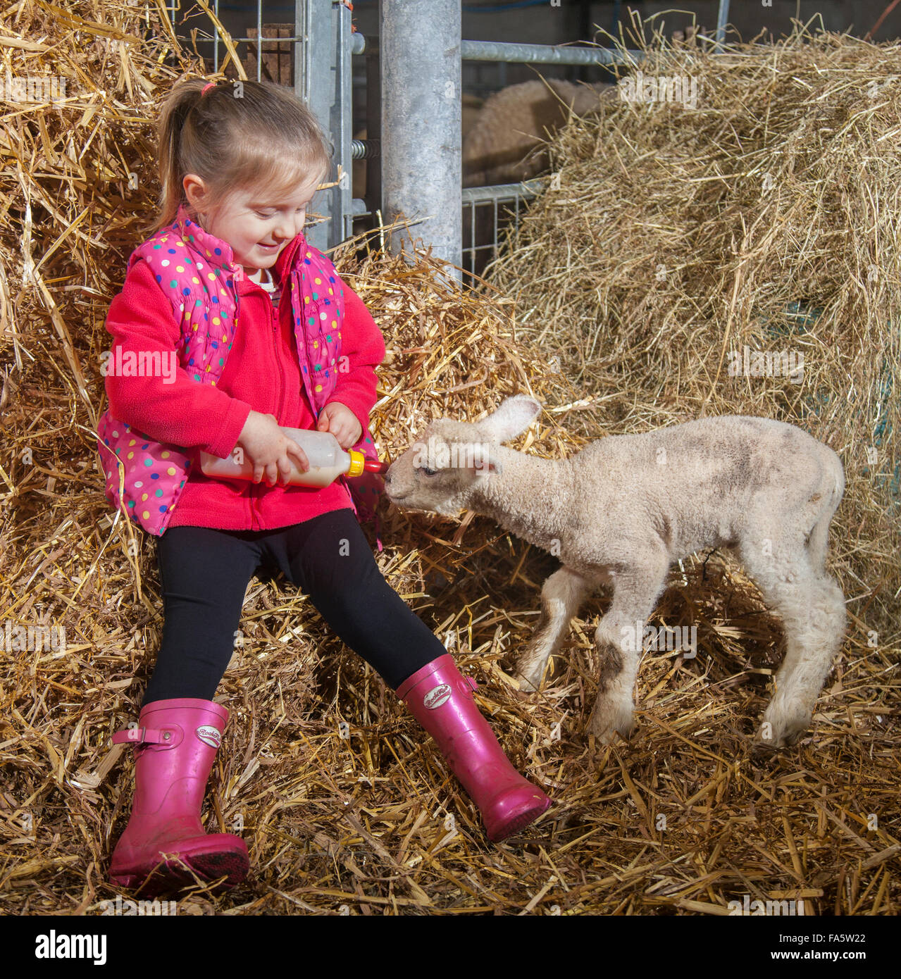 Girl feeding lamb uk hires stock photography and images Alamy