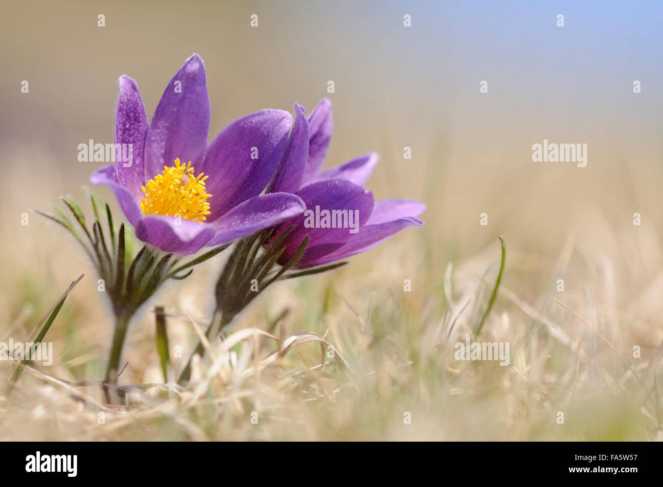 Common Pasque Flowers / European Pasqueflower ( Pulsatilla vulgaris ) growing on calcareous low-nutrient meadow. Stock Photo