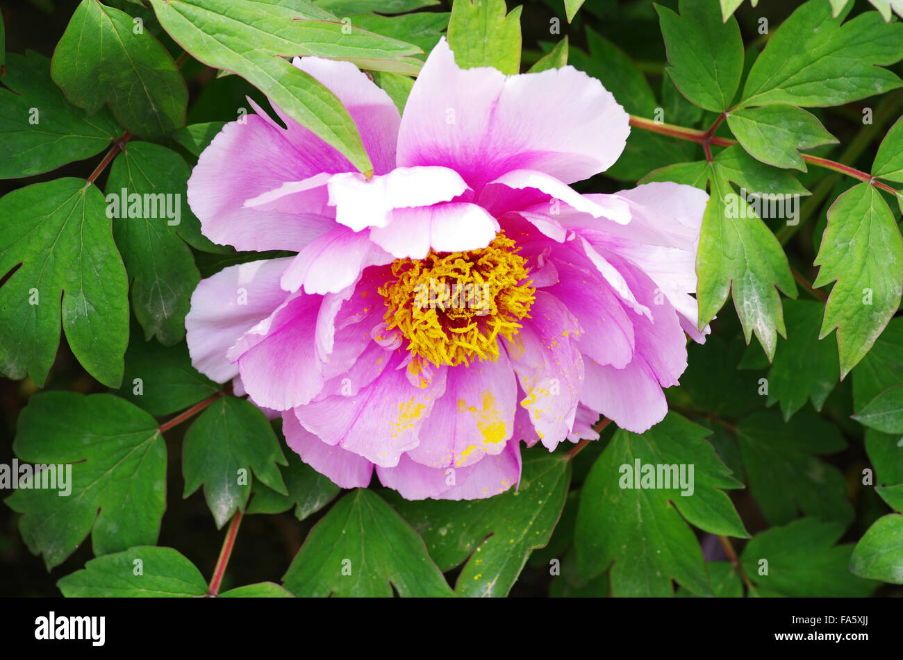 Chinese herbaceous peony Stock Photo
