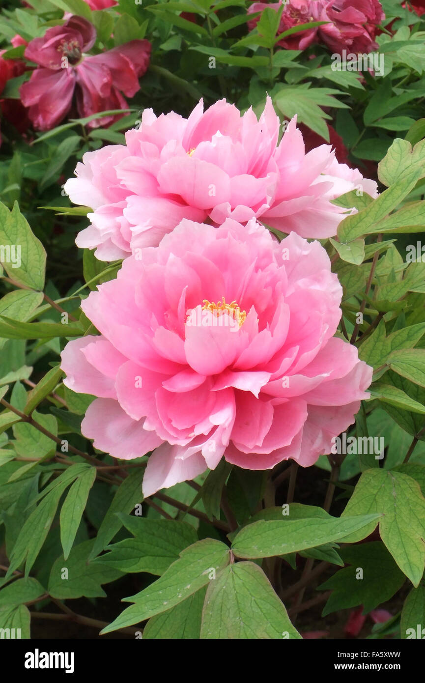 Chinese herbaceous peony Stock Photo