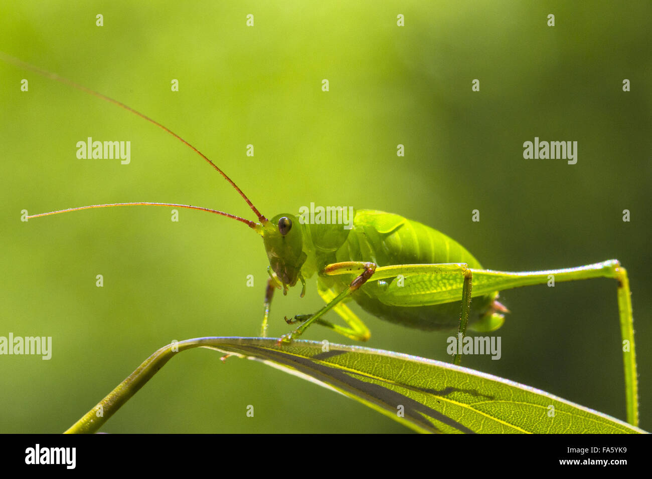 Long-horned grasshopper Stock Photo