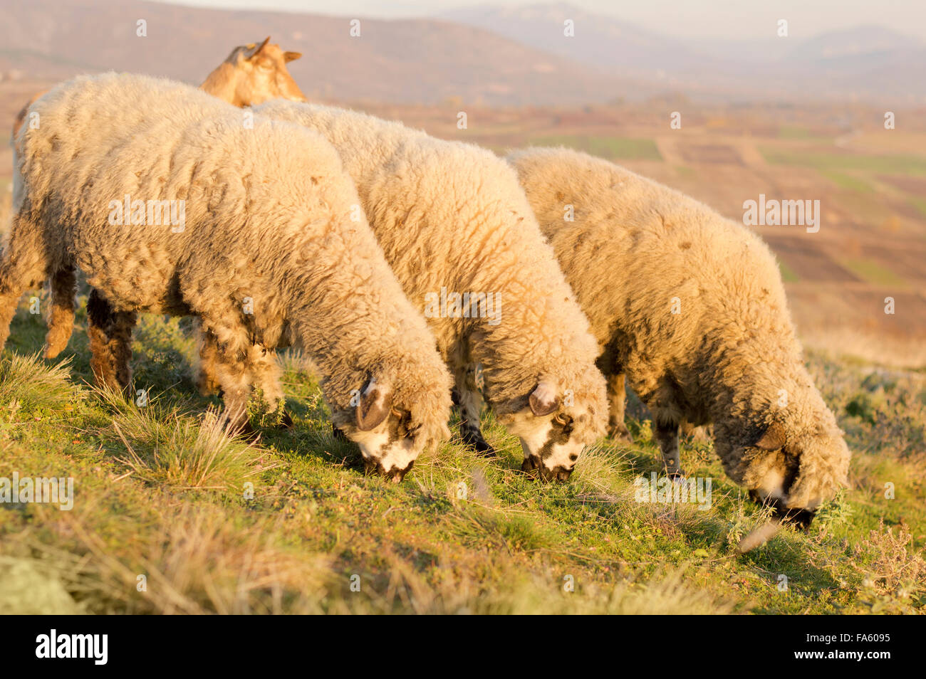 Group of sheep grazing grass on a beautiful sunlit field Stock Photo