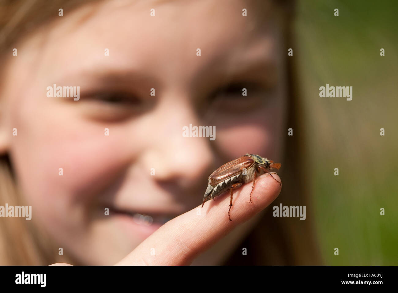 Maybeetle, common cockchafer, maybug, girl, child, Maikäfer, Feld-Maikäfer, Feldmaikäfer, Melolontha melolontha, Mädchen, Kind Stock Photo
