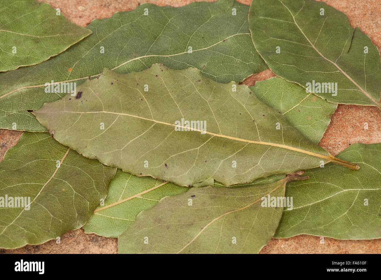 Bay Tree, Sweet Bay, Lorbeerbaum, Lorbeerblätter, Lorbeer-Baum, Echter Lorbeer, Edel-Lorbeer, Lorbeerblatt, Laurus nobilis Stock Photo