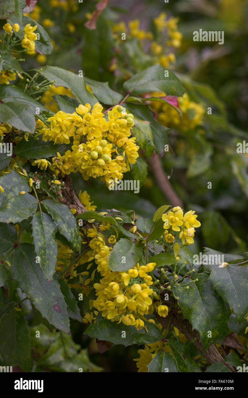 houx high resolution stock photography and images alamy