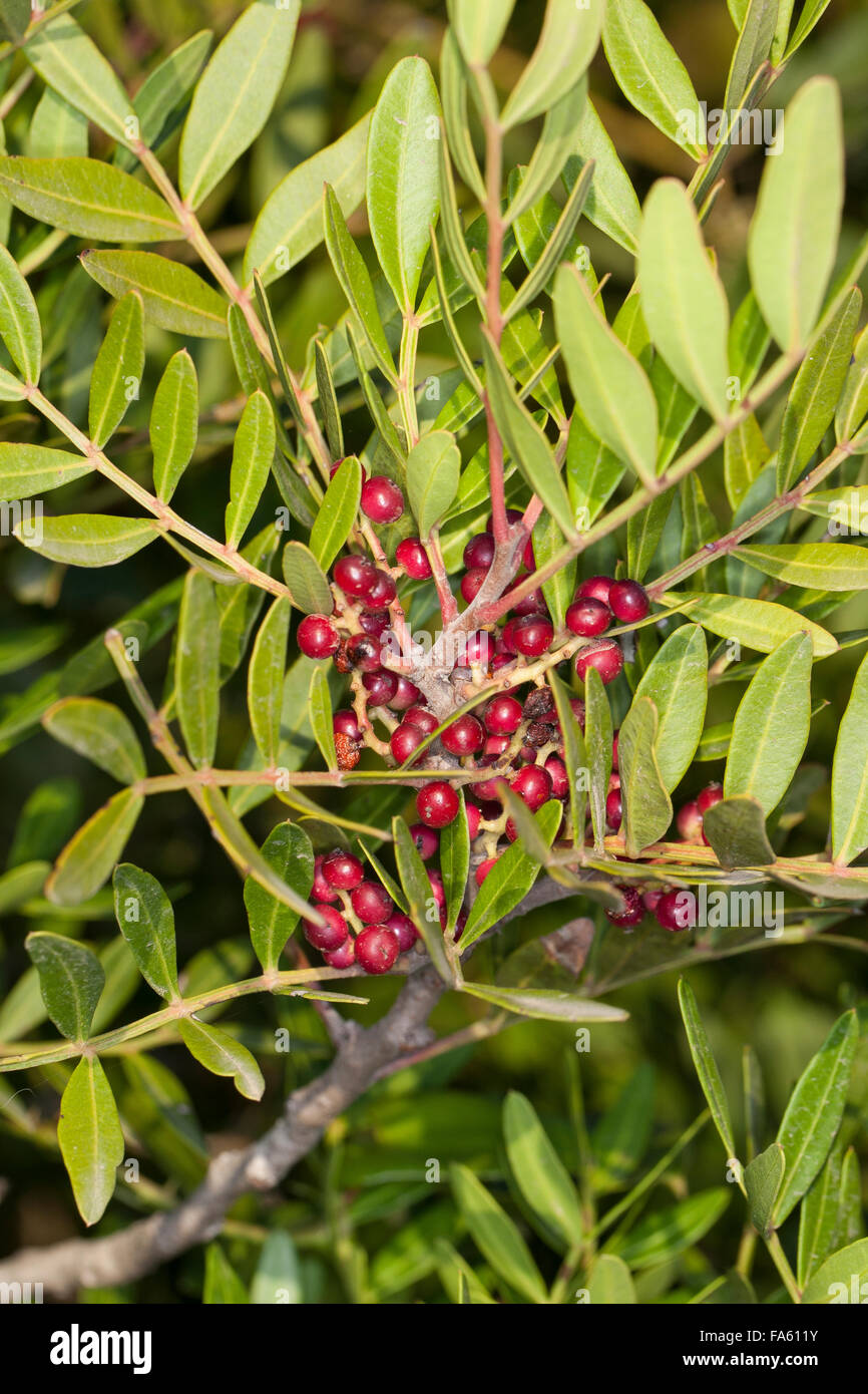 Mastic, Mastic Tree, Mastix-Strauch, Früchte, Mastixstrauch, Mastix, Wilde Pistazie, Pistacia lentiscus, Terebinthus lentiscus Stock Photo