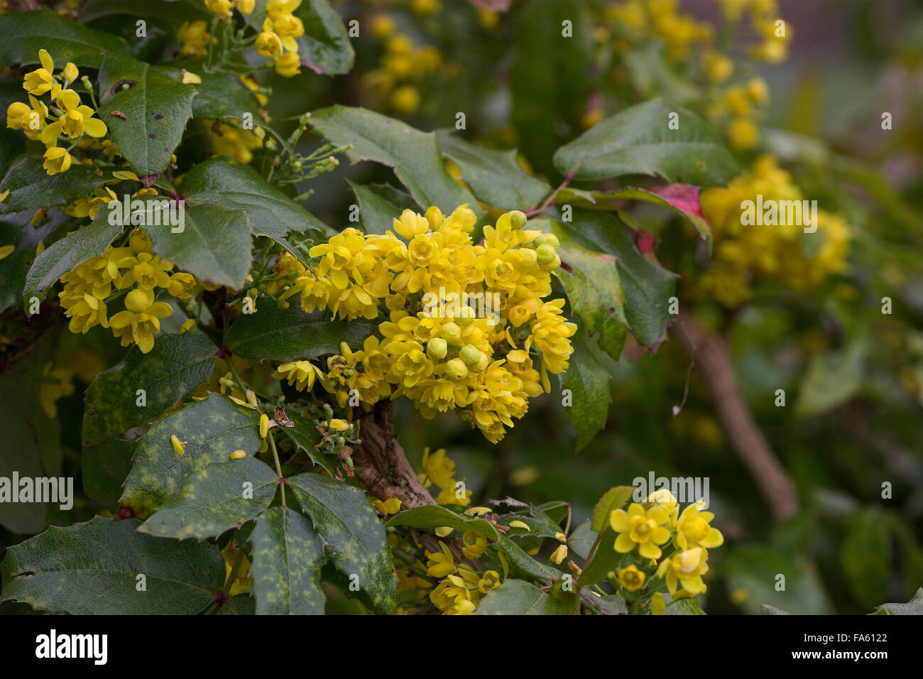 houx high resolution stock photography and images alamy