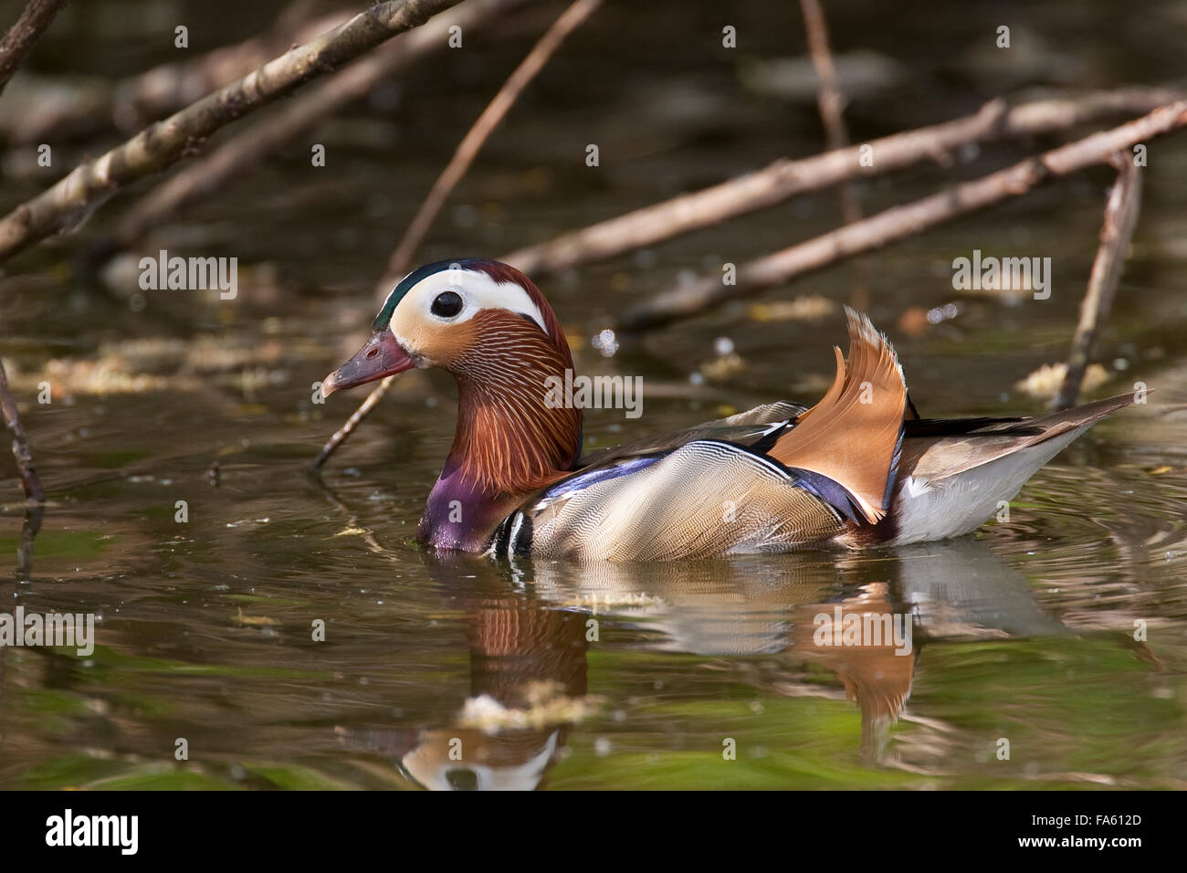 Mandarin duck, male, Mandarinente, Mandarinenente, Mandarinen-Ente, Männchen, Erpel, Aix galericulata, Dendronessa galericulata Stock Photo