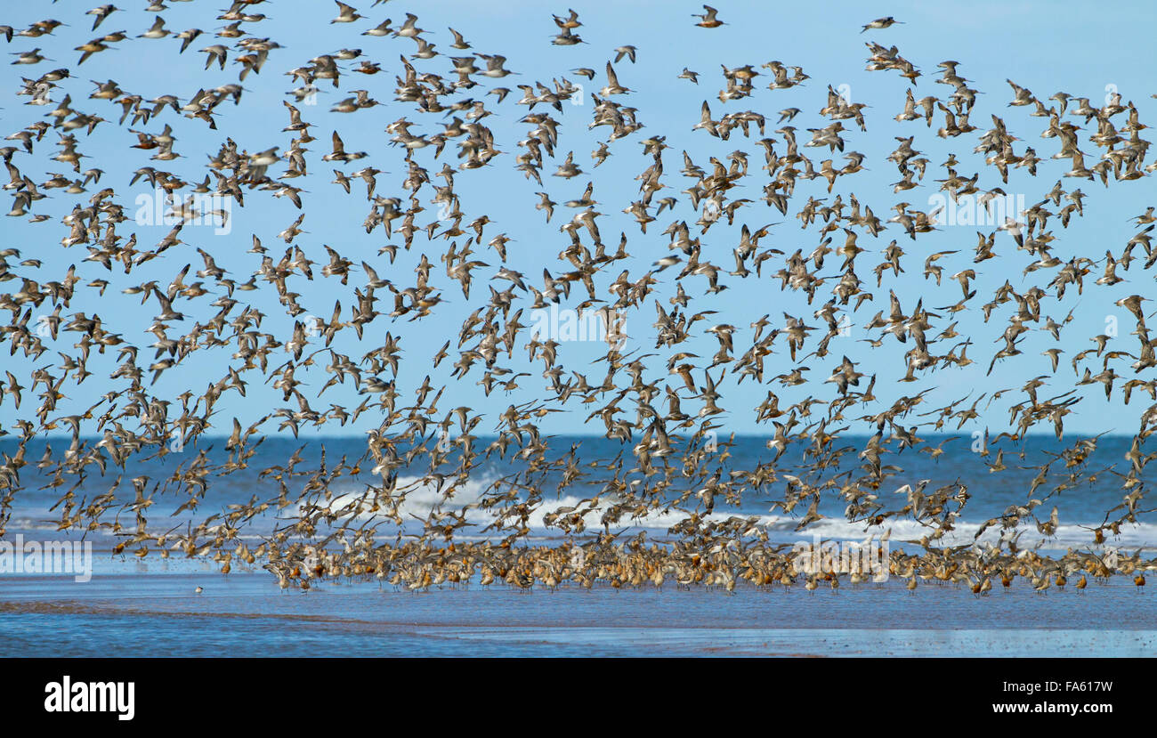 Large flock of Black-tailed Godwits Limosa limosa in flight on at high tide roost on Gore Point Norfolk Stock Photo
