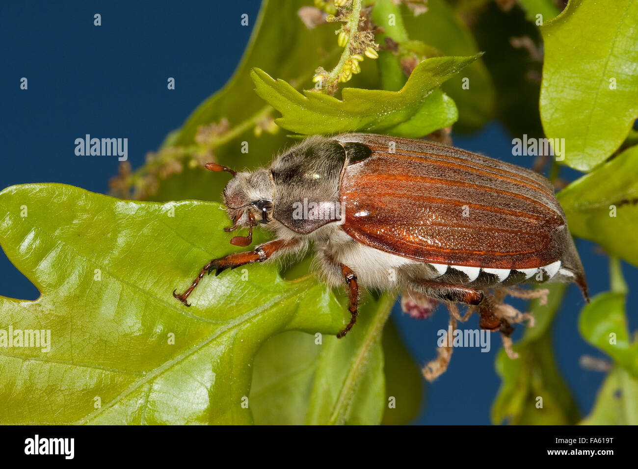 Maybeetle, may-beetle, common cockchafer, maybug, Maikäfer, Feld-Maikäfer, Feldmaikäfer, Mai-Käfer, Melolontha melolontha Stock Photo