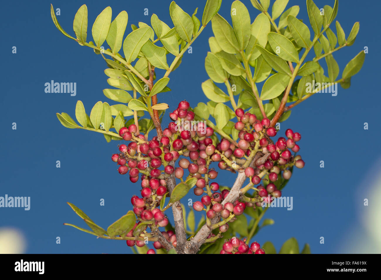 Mastic, Mastic Tree, Mastix-Strauch, Früchte, Mastixstrauch, Mastix, Wilde Pistazie, Pistacia lentiscus, Terebinthus lentiscus Stock Photo