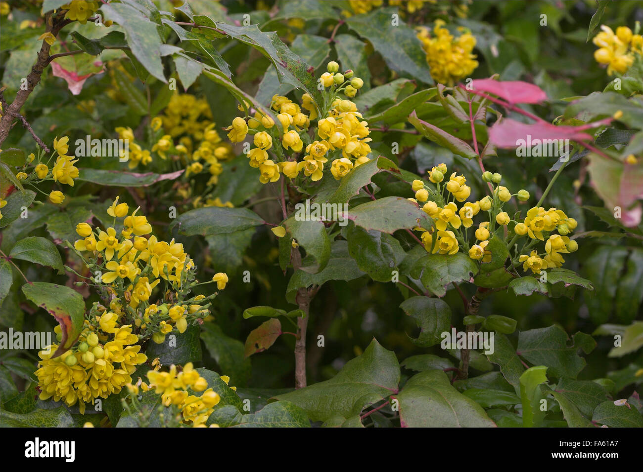 houx high resolution stock photography and images alamy