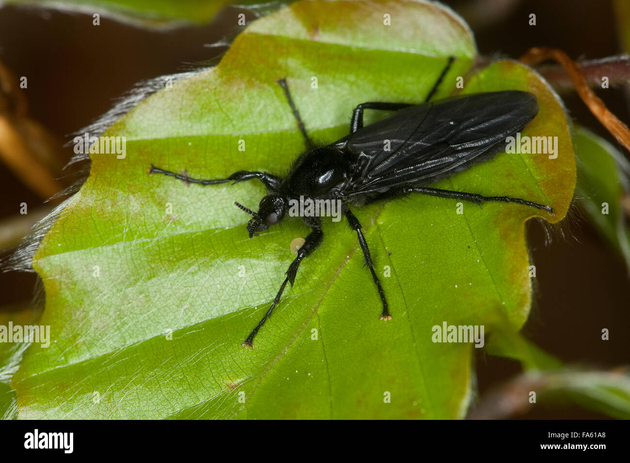 St. Mark's fly, march fly, female, Märzfliege, Märzmücke, Haarmücke, Weibchen, Bibio marci, march flies, St.Mark's flies Stock Photo