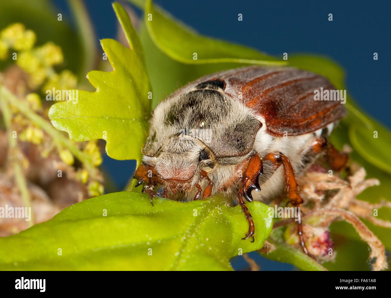 Maybeetle, may-beetle, common cockchafer, maybug, Maikäfer, Feld-Maikäfer, Feldmaikäfer, Mai-Käfer, Melolontha melolontha Stock Photo