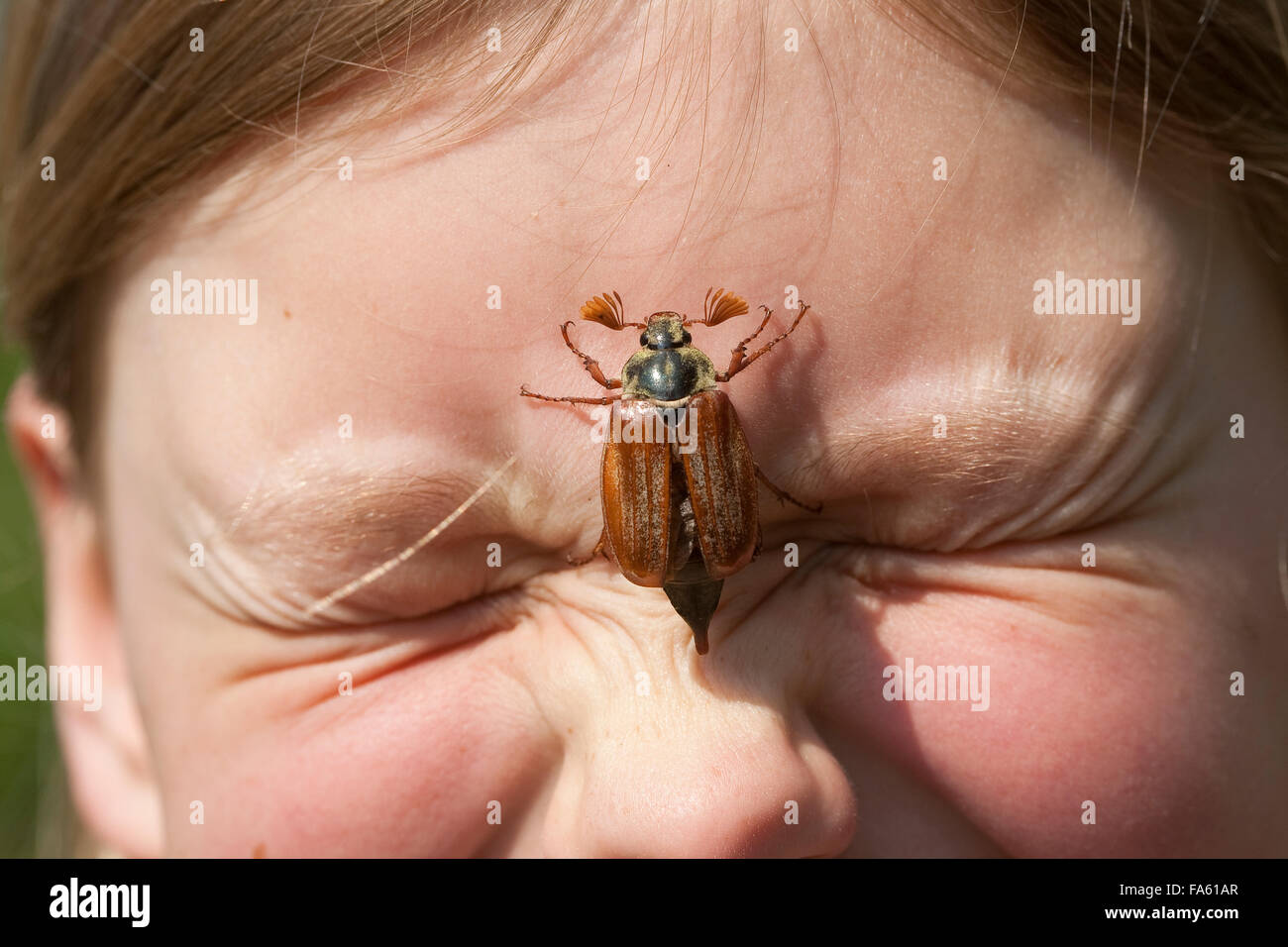 Maybeetle, common cockchafer, maybug, girl, child, Maikäfer, Feld-Maikäfer, Feldmaikäfer, Melolontha melolontha, Mädchen, Kind Stock Photo