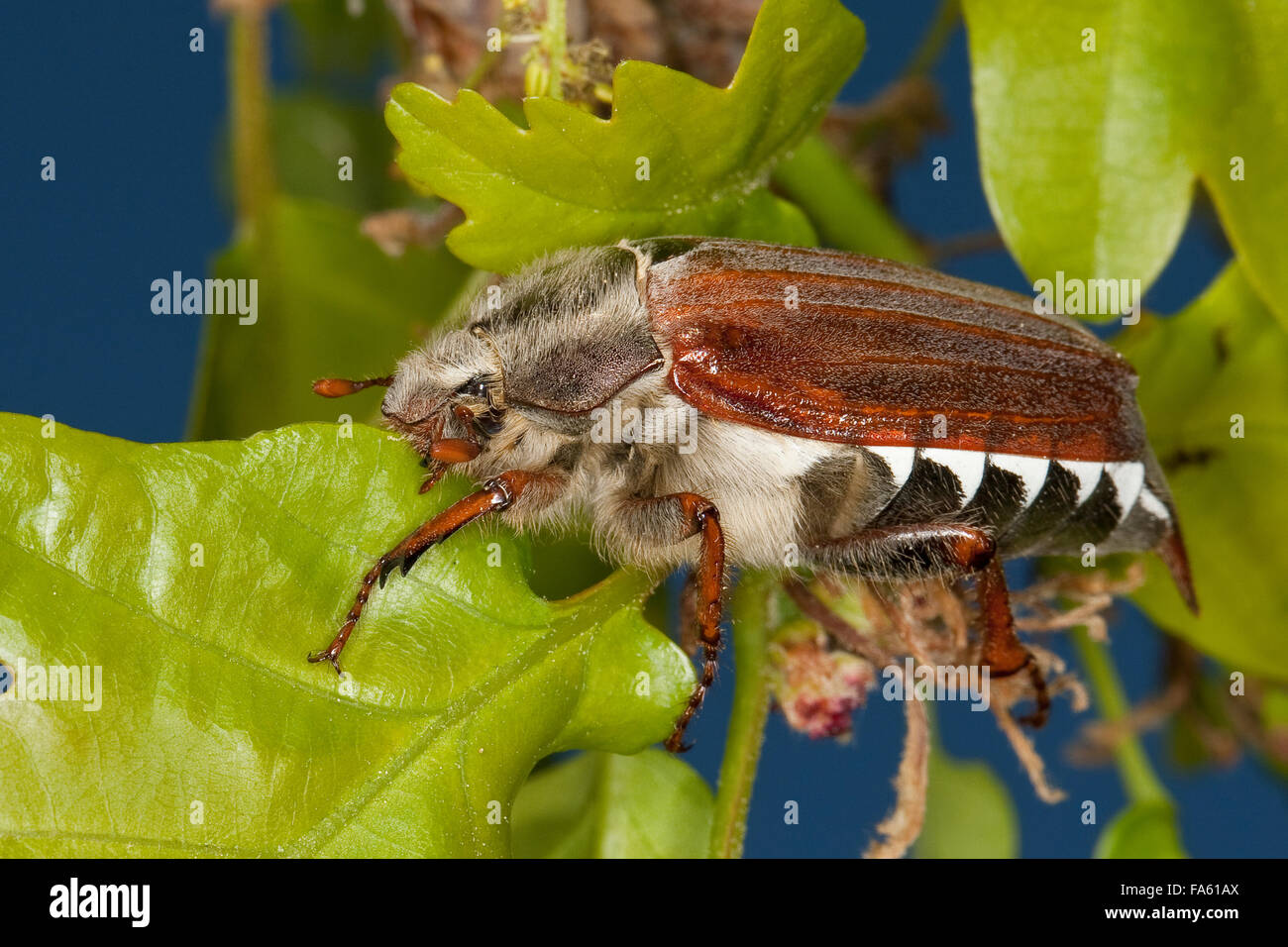 Maybeetle, may-beetle, common cockchafer, maybug, Maikäfer, Feld-Maikäfer, Feldmaikäfer, Mai-Käfer, Melolontha melolontha Stock Photo