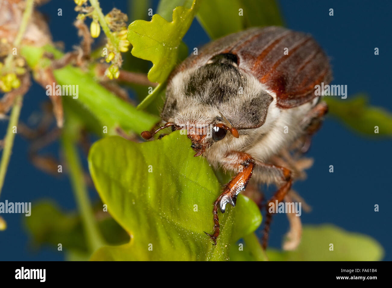 Maybeetle, may-beetle, common cockchafer, maybug, Maikäfer, Feld-Maikäfer, Feldmaikäfer, Mai-Käfer, Melolontha melolontha Stock Photo