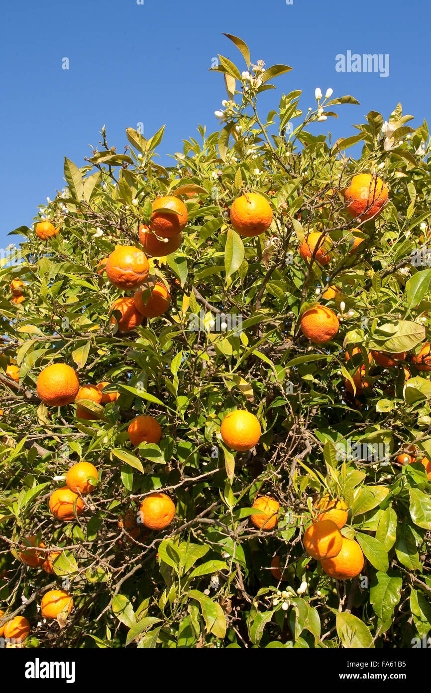 Common Mandarin, fruit, Gewöhnliche Mandarine, reife Früchte und Blüten am Baum, Frucht, Citrus reticulata, Le Mandarinier Stock Photo