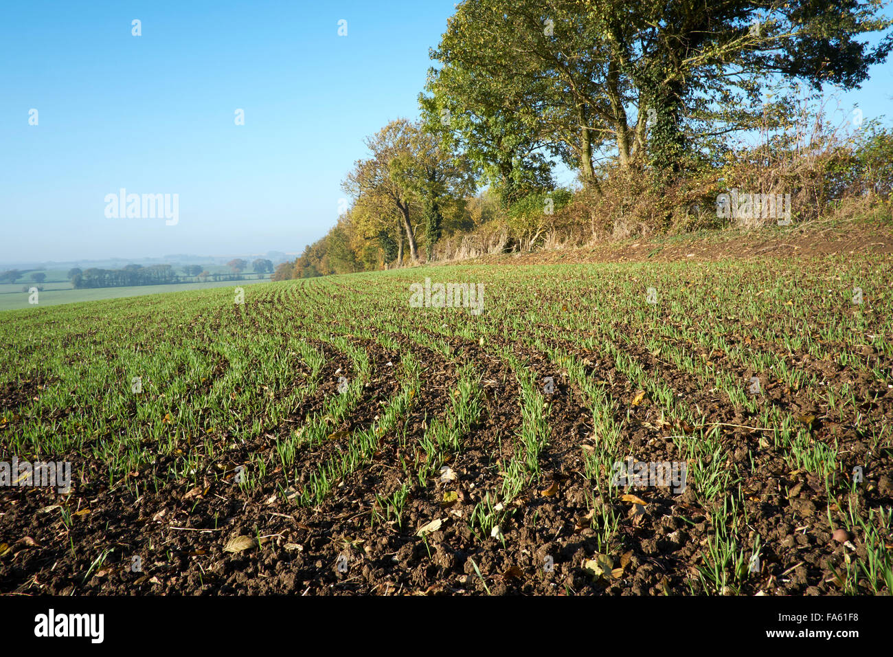 Winter Wheat crop growing in field. Stock Photo
