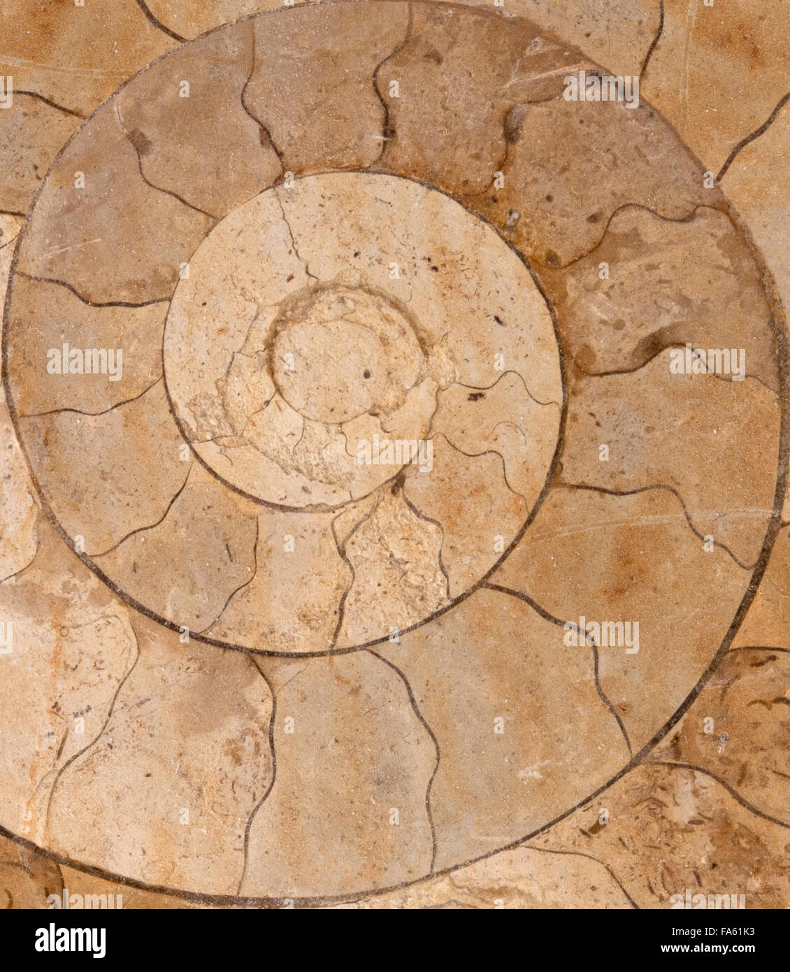 Sliced Ammonite Fossil from the Cretaceous period, found in England, UK Stock Photo