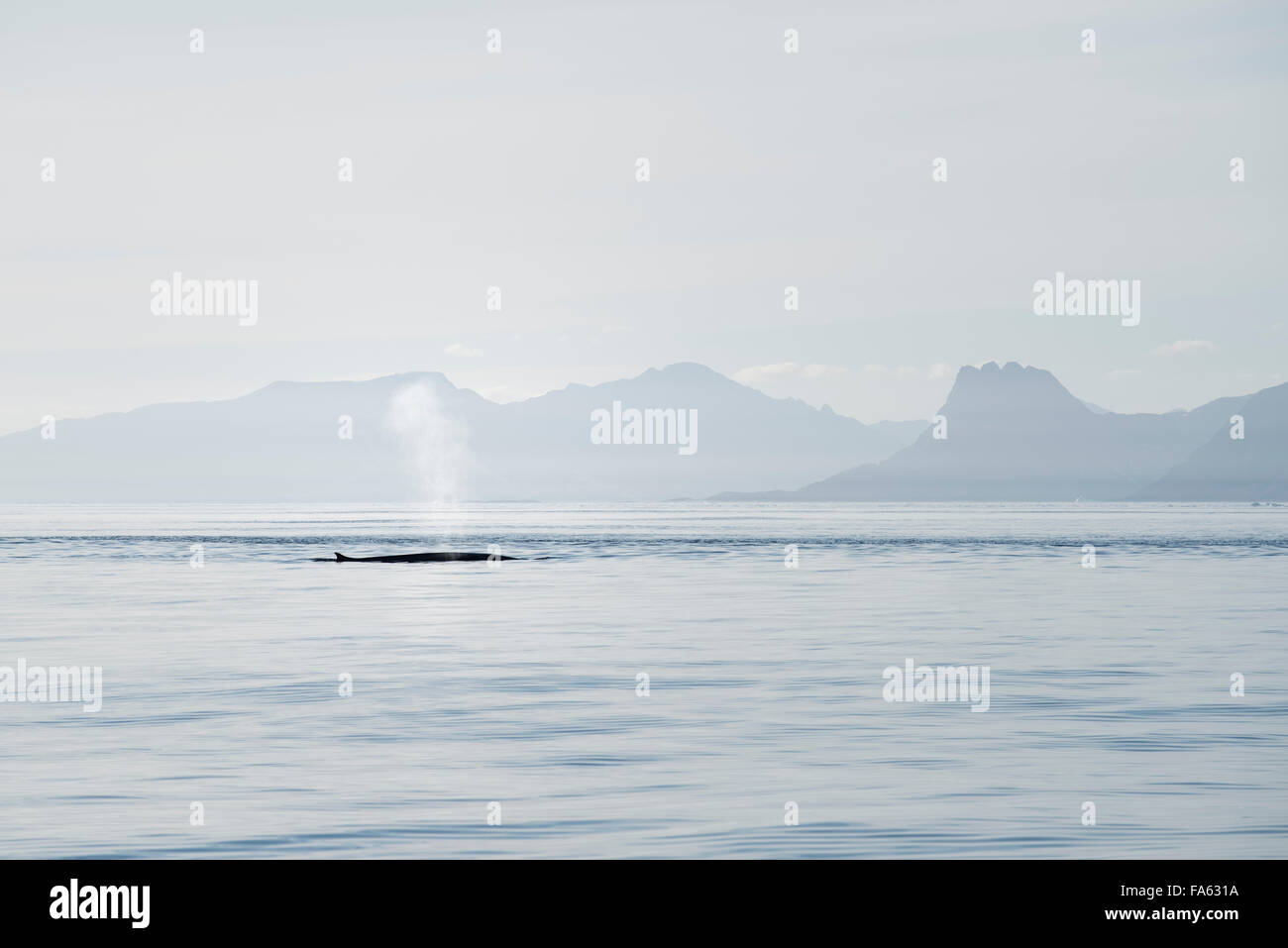 Humpback whale (Megaptera novaeangliae) with mountains of east Greenland in background Stock Photo