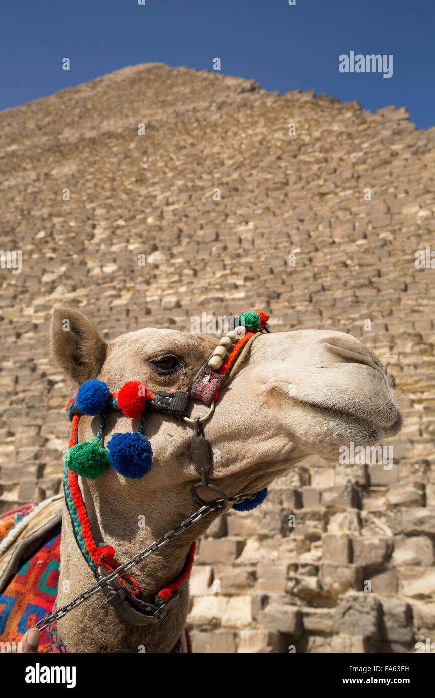 Camel, Great Pyramid of Cheops (background), The Giza Pyramids, UNESCO World Heritage Site, Giza, Egypt Stock Photo