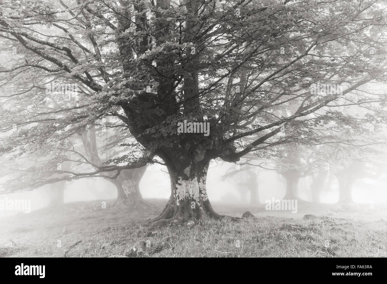 forest with fog in black and white Stock Photo - Alamy