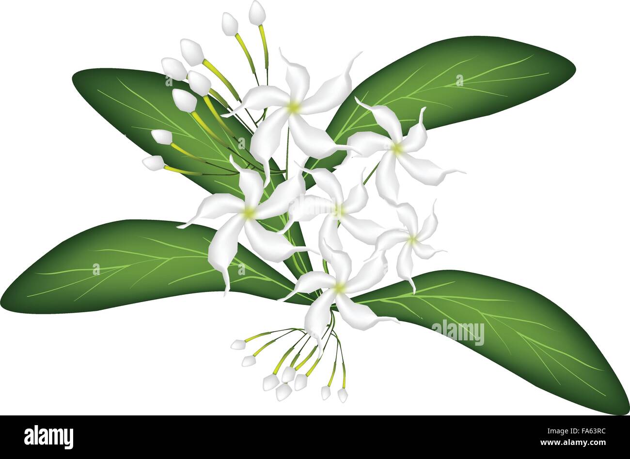 Beautiful Flower, An Illustration of Lovely White Common Gardenias or Cape Jasmine Flowers on Green Leaves Isolated on A White B Stock Vector