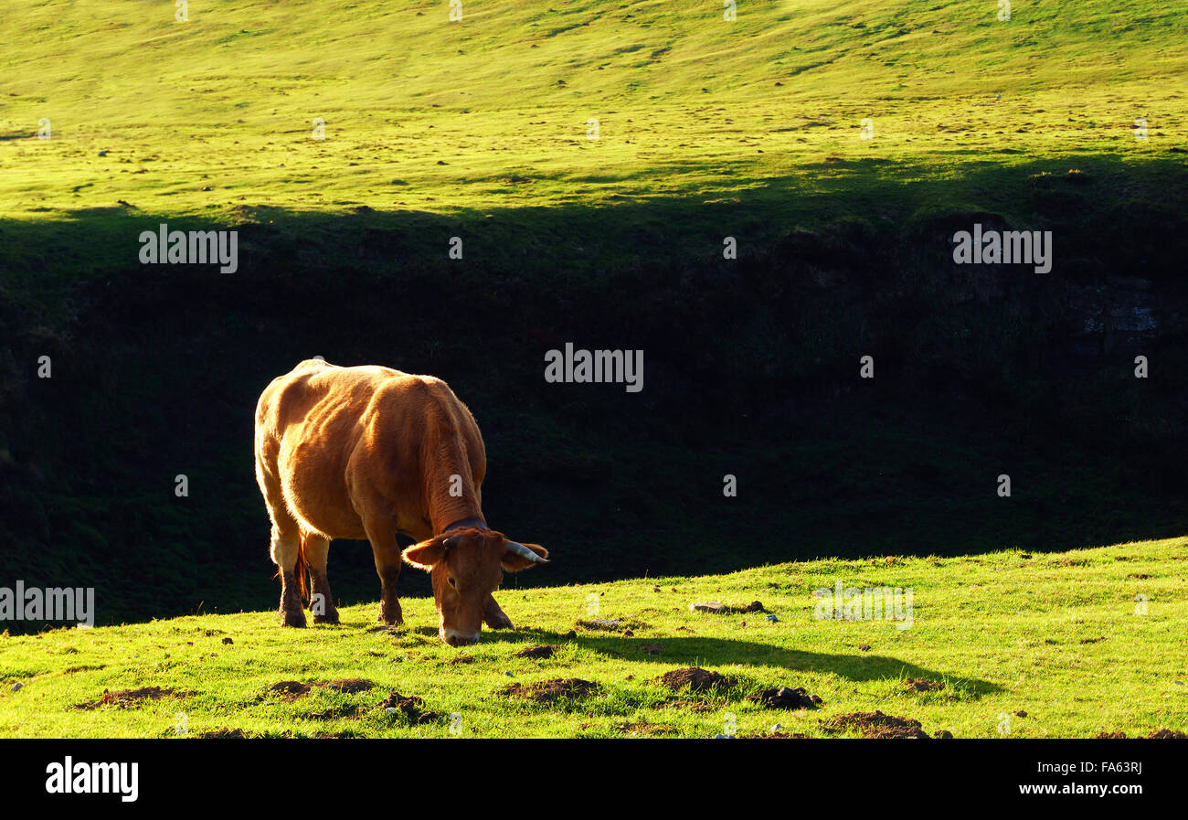 brown cow grazing on the grass Stock Photo - Alamy