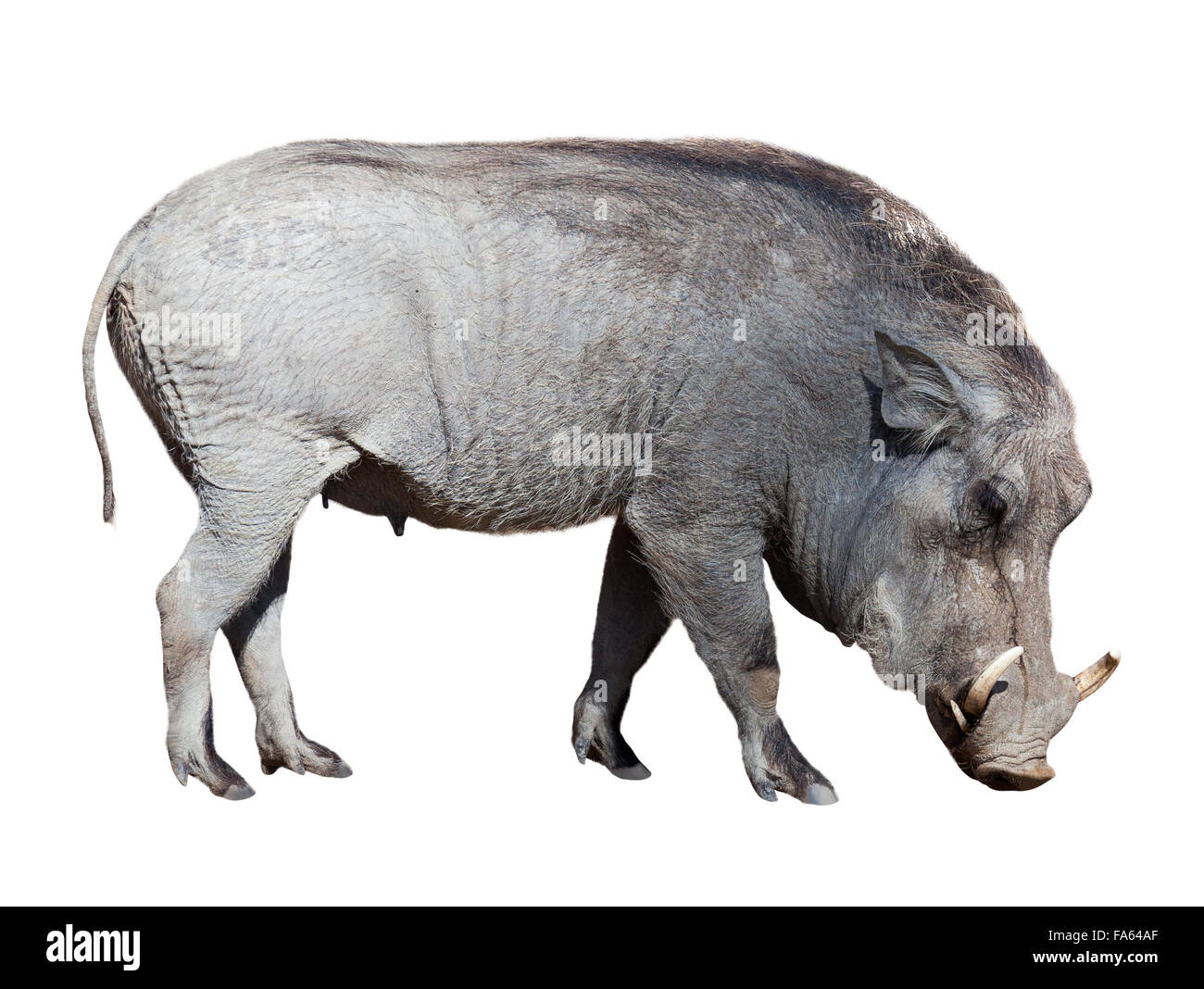 Warthog. Isolated on white background Stock Photo